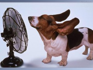 fan and dog