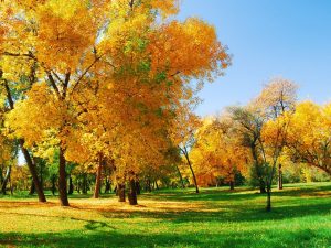 autumn_trees_leaves__grass_2560x1920