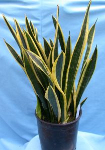 snake-plant-3